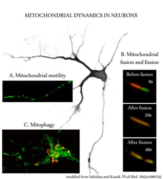 Mitochondrial dynamics in neurons